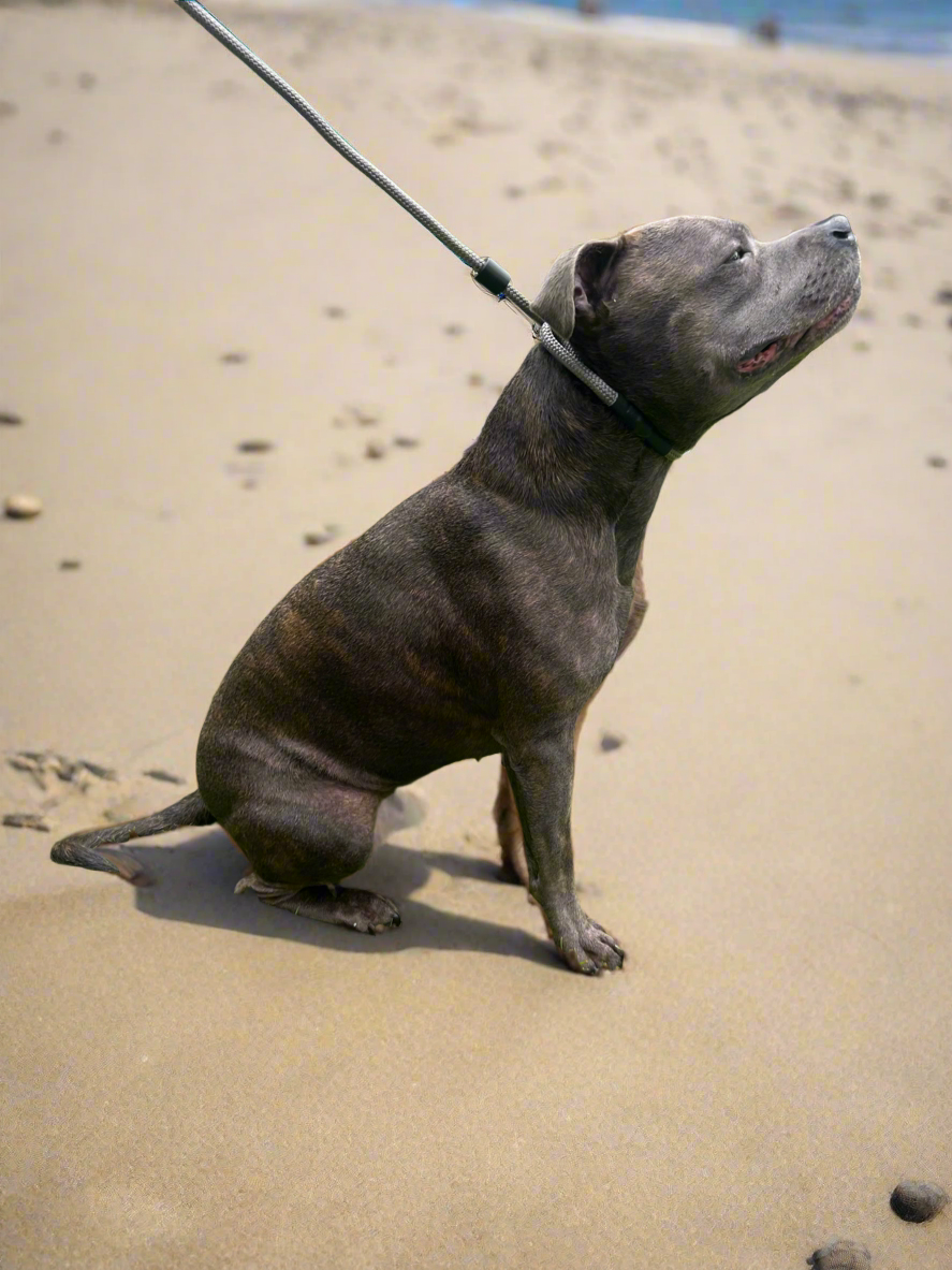 800mm STRONG Slip Leash, Graphite