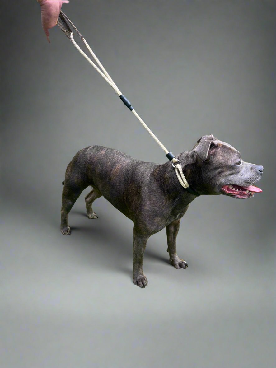 800mm STRONG Slip Leash, Shortbread