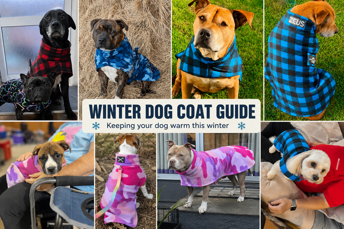 Winter Dog Coat Guide: Keeping Large Breeds Warm This Winter