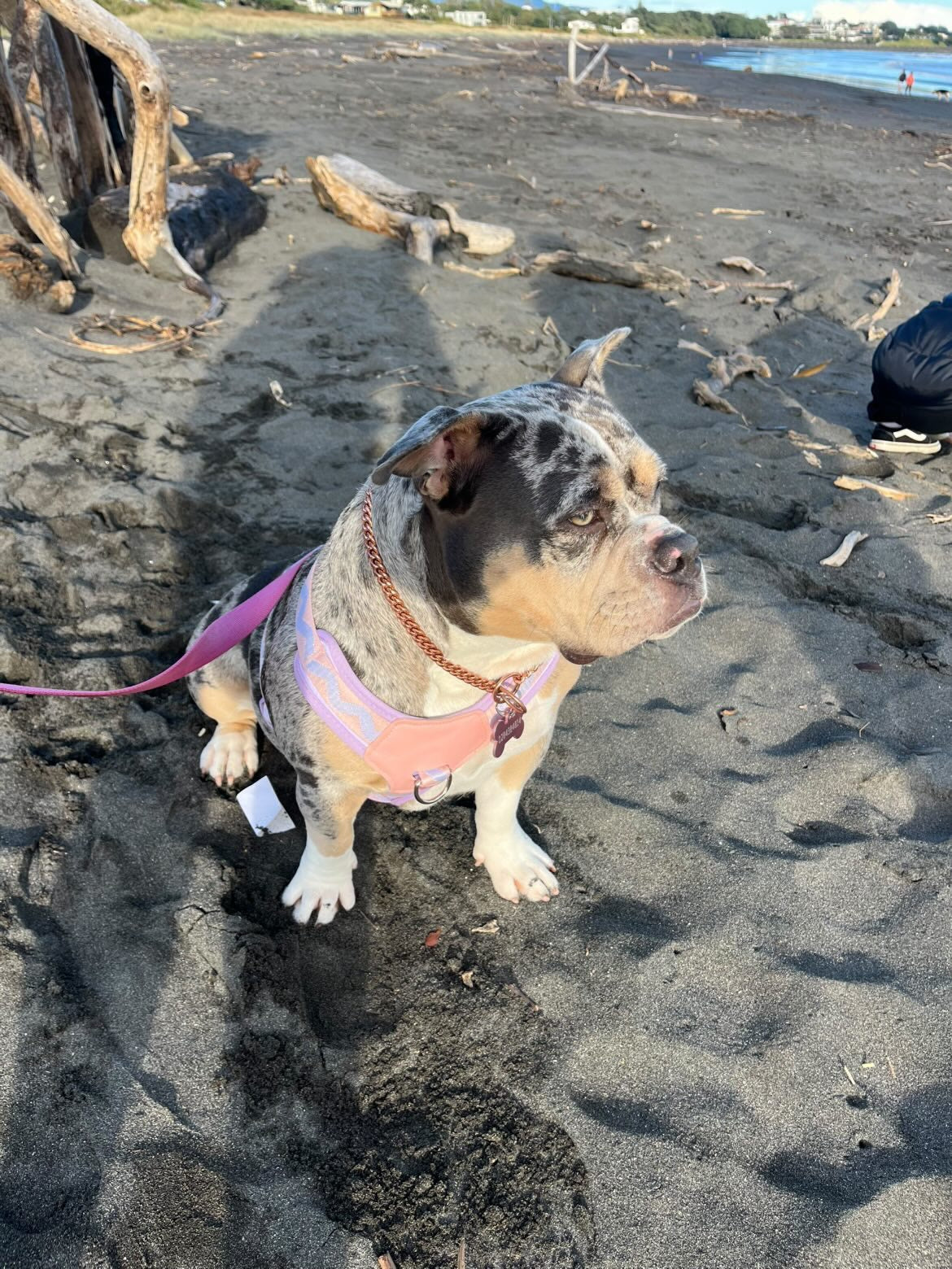Adjustable Breathable Mesh Dog Harness – Pink & Mauve
