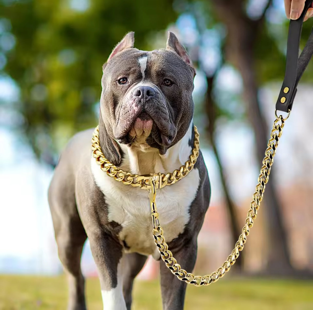 Gold Stainless Steel 32mm Cuban Chain Leash, Leather Handle - $20 Off with any Link chain