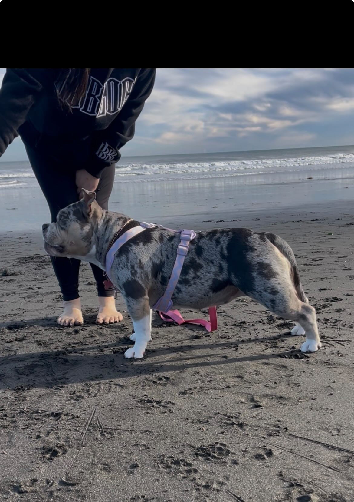 Adjustable Breathable Mesh Dog Harness – Pink & Mauve