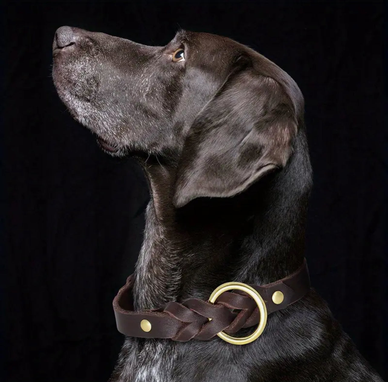 Cowhide Collar (Brown & Gold)