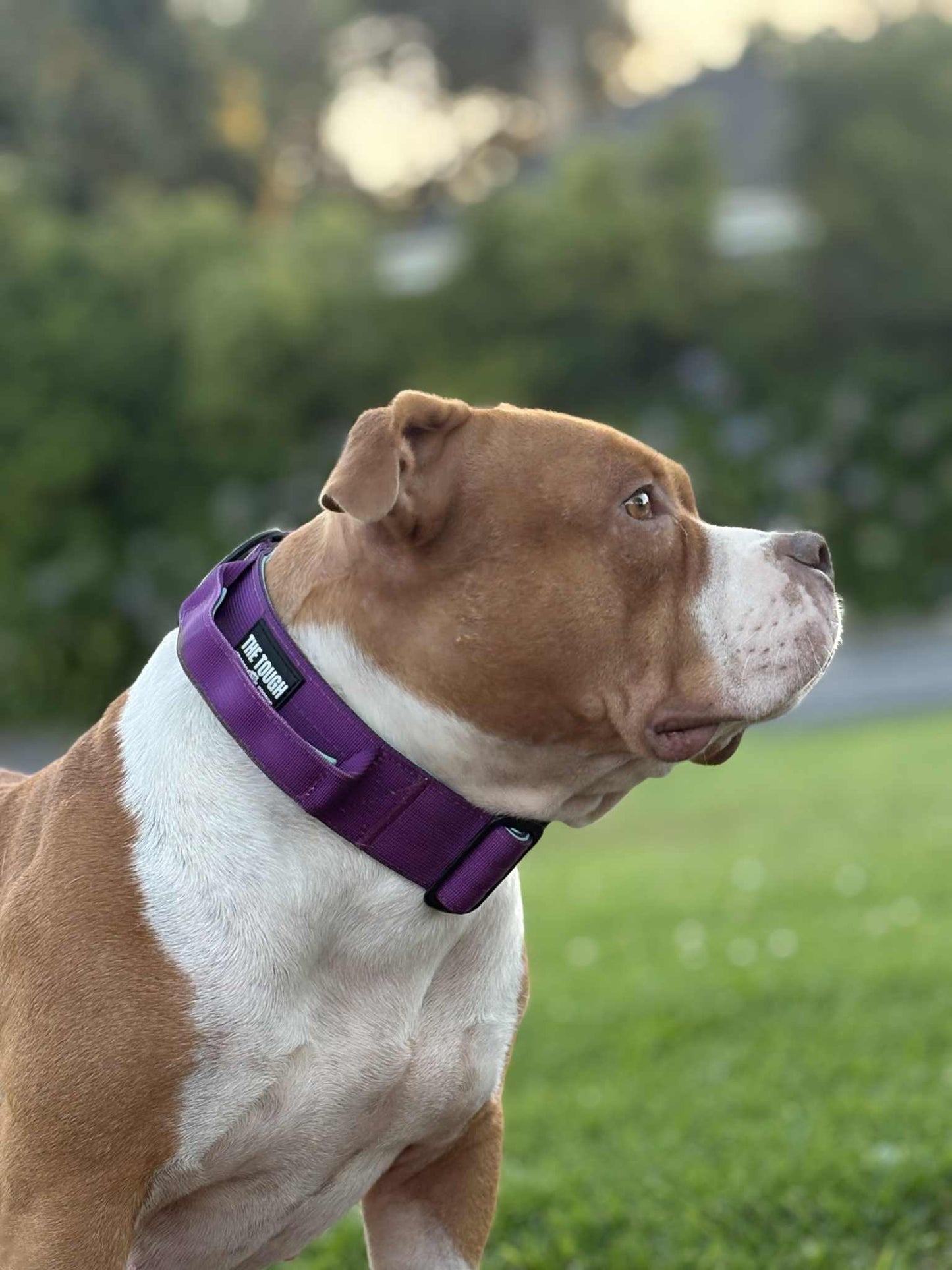 The Tough Ones™ Plum & Mint Tactical Dog Leash