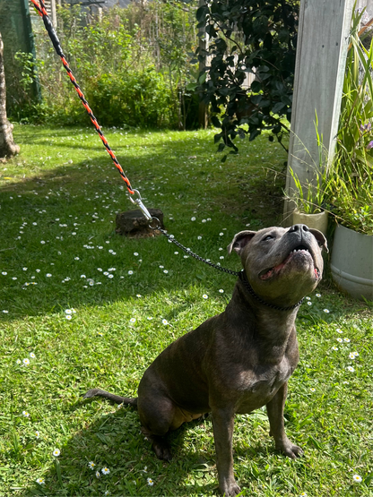 8 Braid Short Leash 60cm Black/Orange