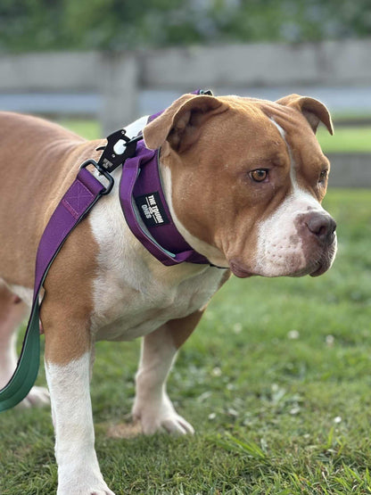 The Tough Ones™ Plum & Mint Tactical Dog Leash