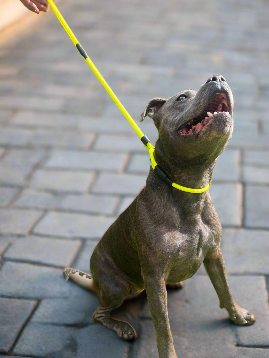 800mm STRONG Slip Leash, Electric Yellow