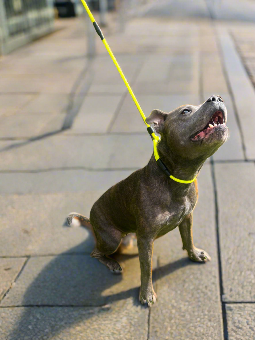 800mm STRONG Slip Leash, Electric Yellow