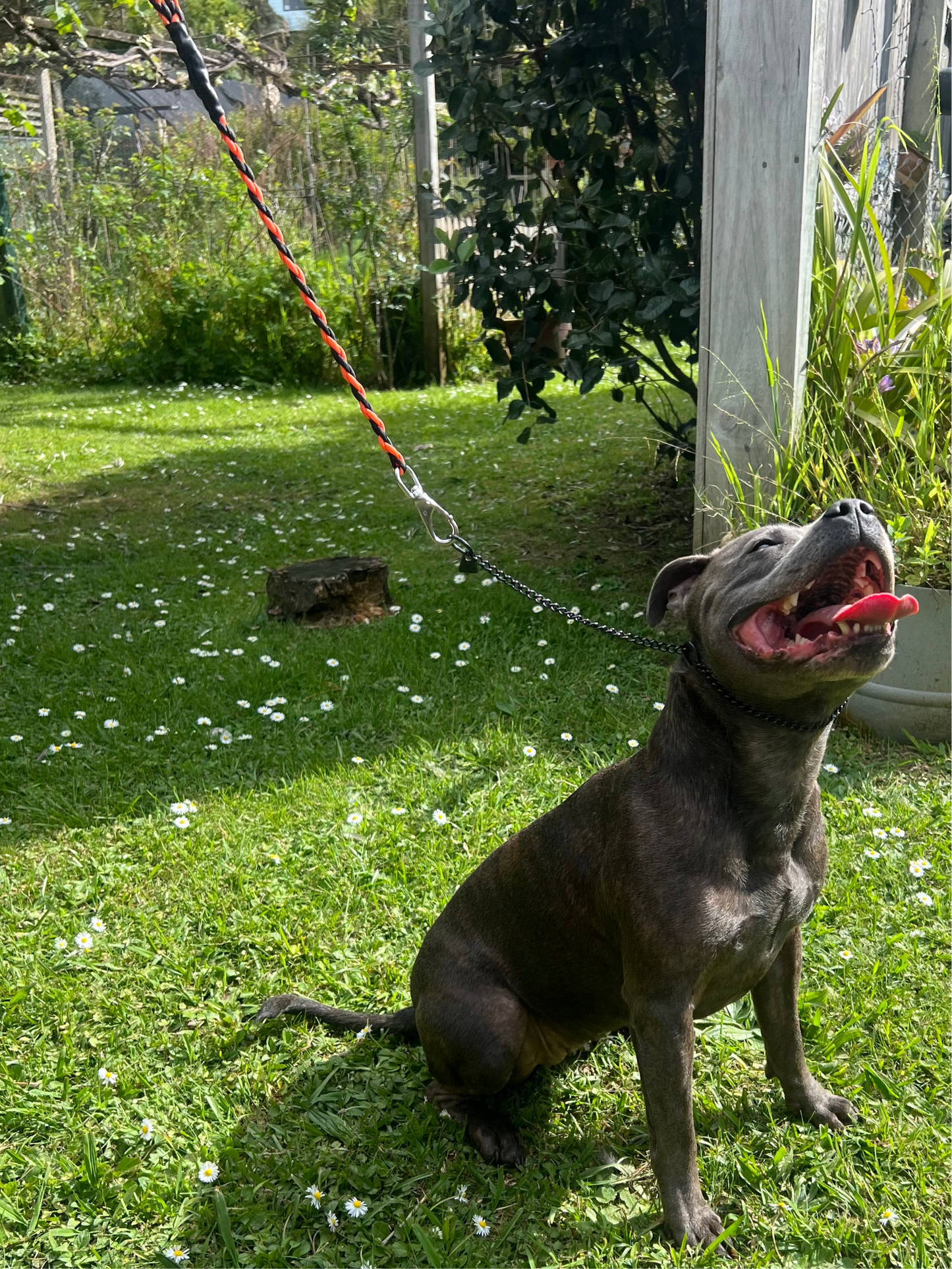 8 Braid Short Leash 60cm Black/Orange