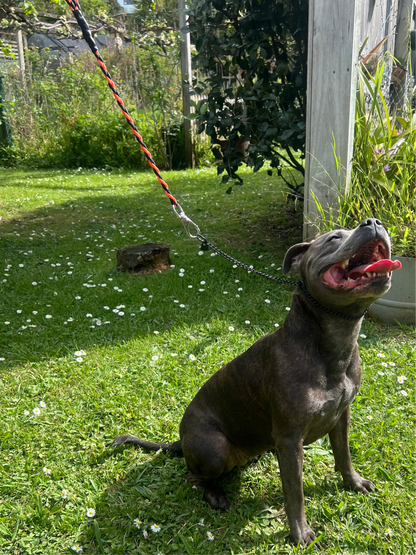 8 Braid Short Leash 60cm Black/Orange