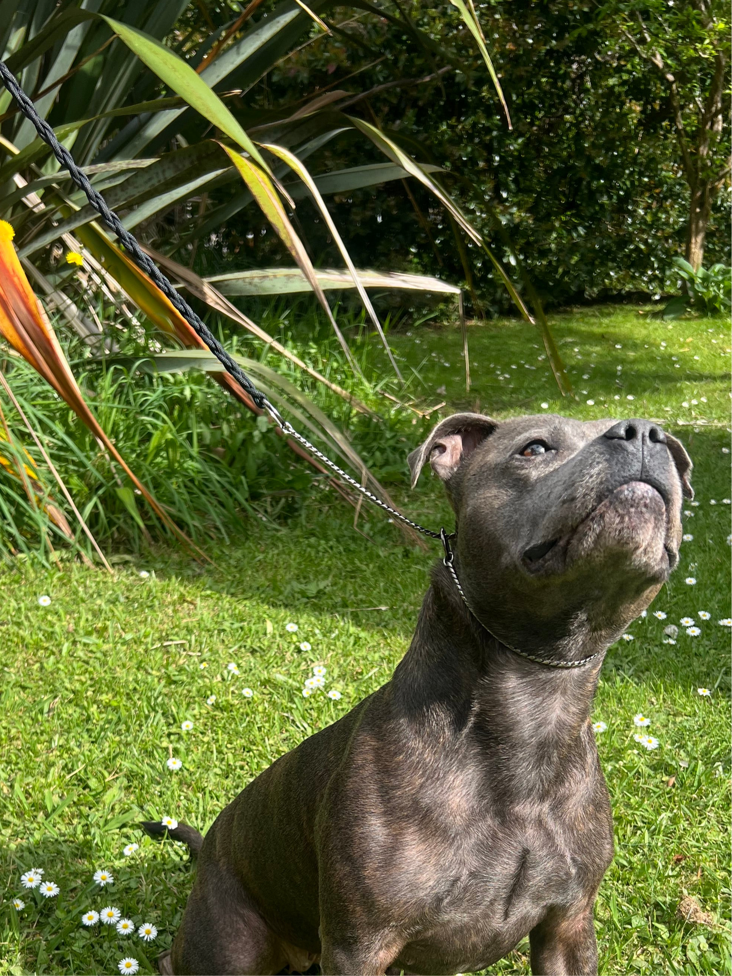 Braided Snake Leash 50cm Black on Black