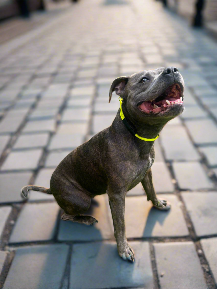 800mm STRONG Slip Leash, Electric Yellow