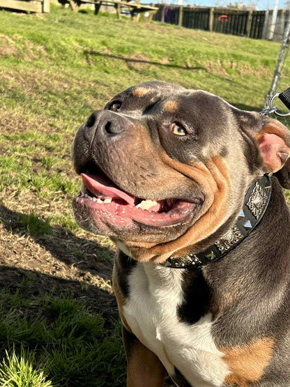 Dog with a collar standing on grass
