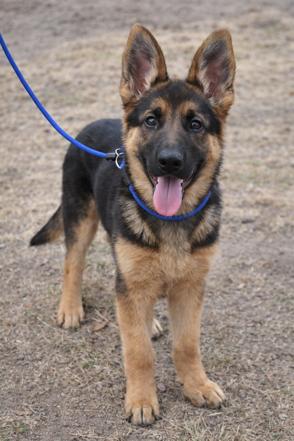 German Shepherd puppy on a leash standing on a dirt ground