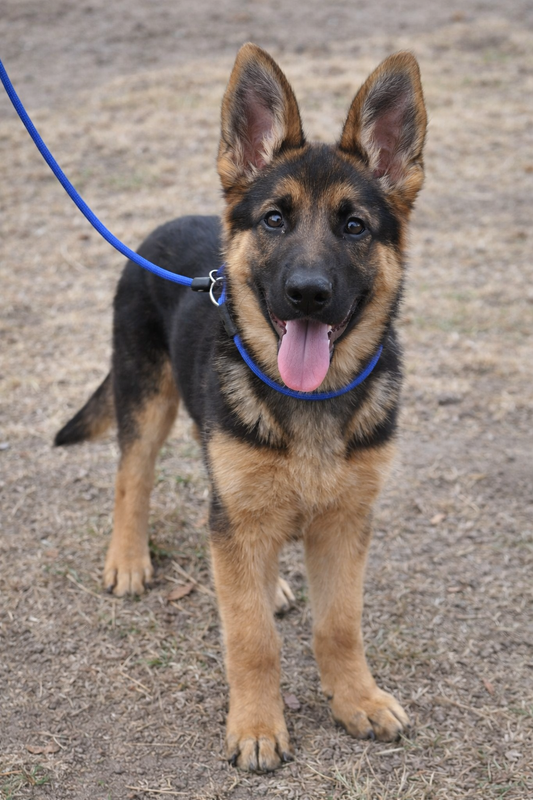German Shepherd puppy on a leash standing on a dirt ground