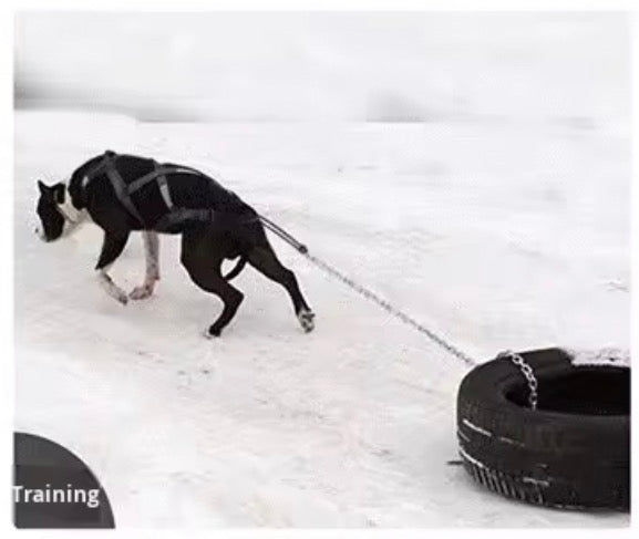 X-Back Weight Pull & Mushing Harness – Reflective Padded Performance Harness
