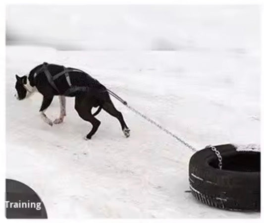 X-Back Weight Pull & Mushing Harness – Reflective Padded Performance Harness