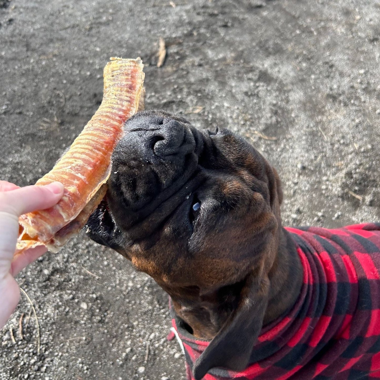 Air-Dried Beef Trachea Supersized: Natural Chew for Pets' Dental Health