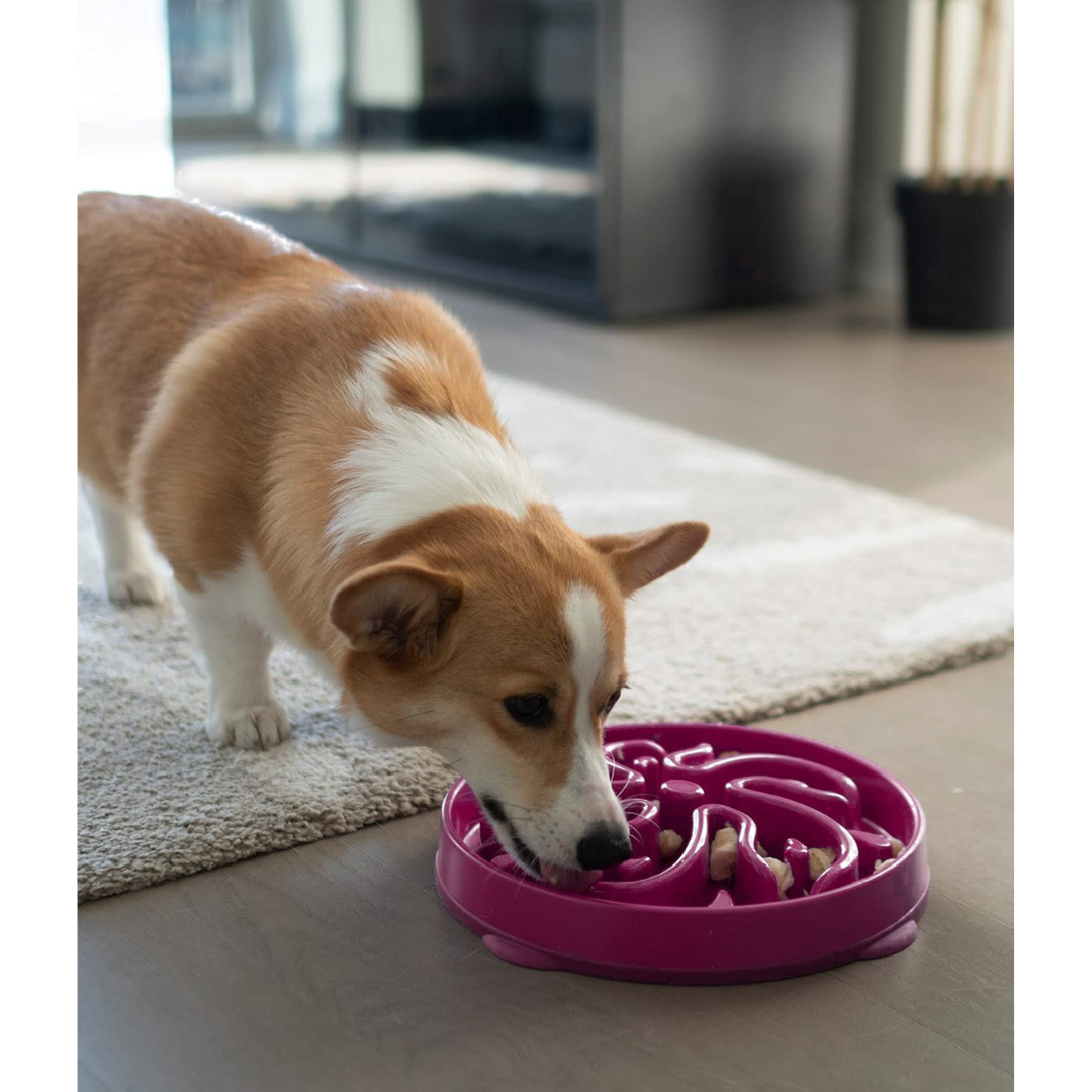 Slow Feeder Dog Bowl
