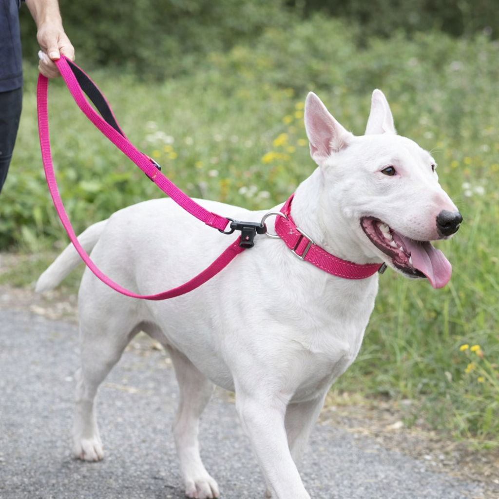 Reflective Nylon Martingale Collar & Leash Set – Pink