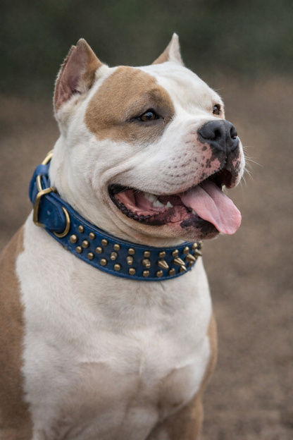 Dark Blue Leather Collar with Turquoise Inlay – Heavy Duty Dog Collar
