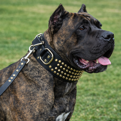 NZ Made Italian Leather Studded Collar Set – 80mm | Single D Ring