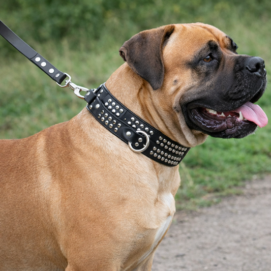 NZ Made Studded Italian Leather Dog Collar & Leash Set – 50mm