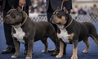 Cuban Link Training Chain – 10mm Show Ring Collar (Rose Gold)