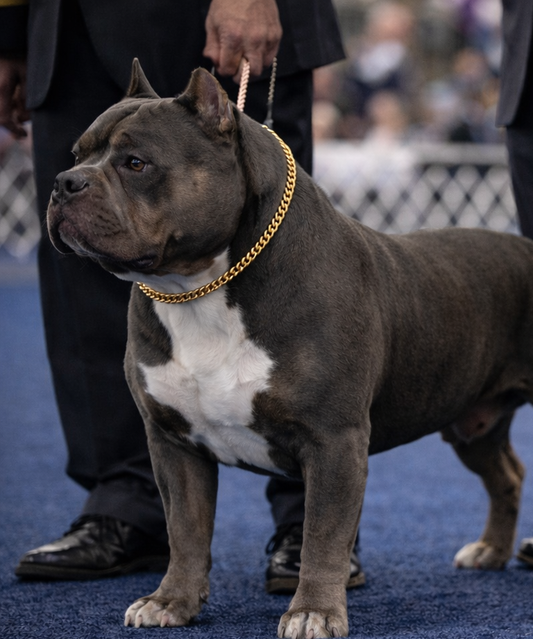 Cuban Link Training Chain – 10mm Show Ring Collar (Gold)