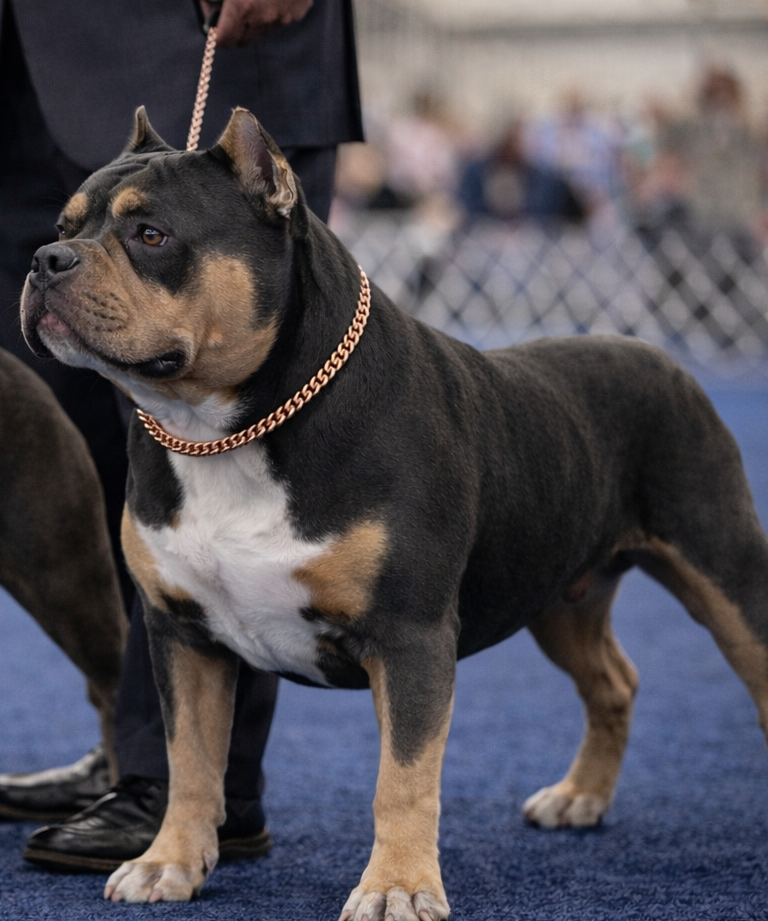 Cuban Link Training Chain – 10mm Show Ring Collar (Rose Gold)