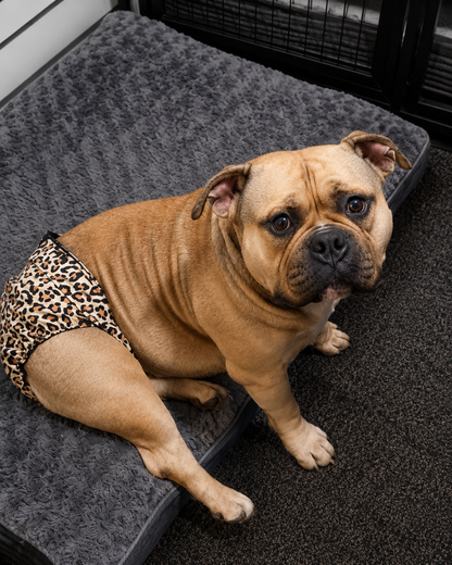 Leopard Print “Bitches Britches” – Female Dog Season Pants for Large & Powerful Breeds