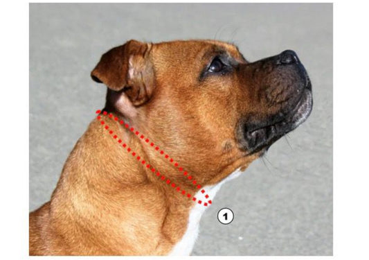 Staffy, staffie, Staffordshire bull terrier, dog, dogs, dog lovers, show dogs, SBT, Show Collar, Staffie, staffy collar measurement guide