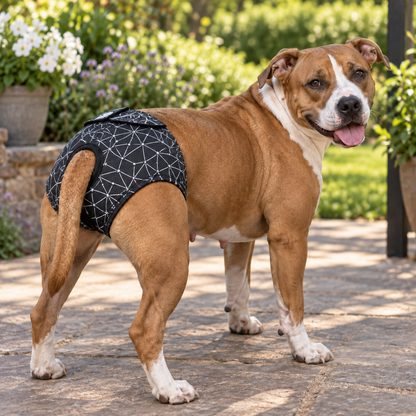 A brown and white pitbull-type dog wearing a black dog diaper with a white geometric pattern, standing on a stone patio in a garden setting.