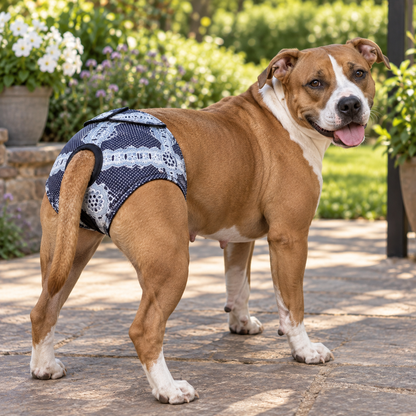A brown and white dog wearing a navy and white lace-patterned dog diaper stands on a stone patio in a garden setting.