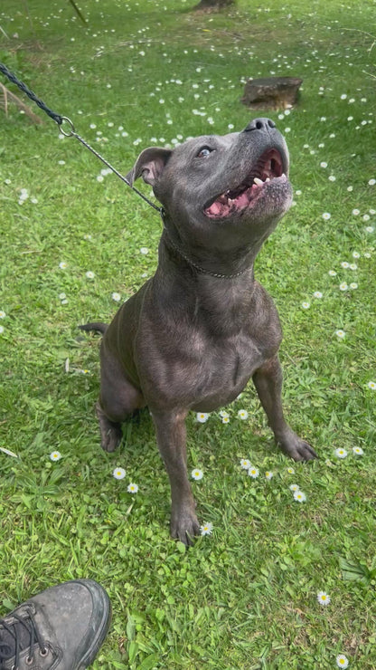 Braided Snake Leash 50cm Black on Black